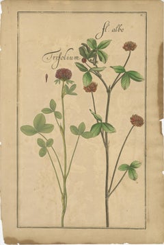 Rare 17th Century Botanicals – Trifolium, Gula Degener & Lotus, Leipzig, c.1690
