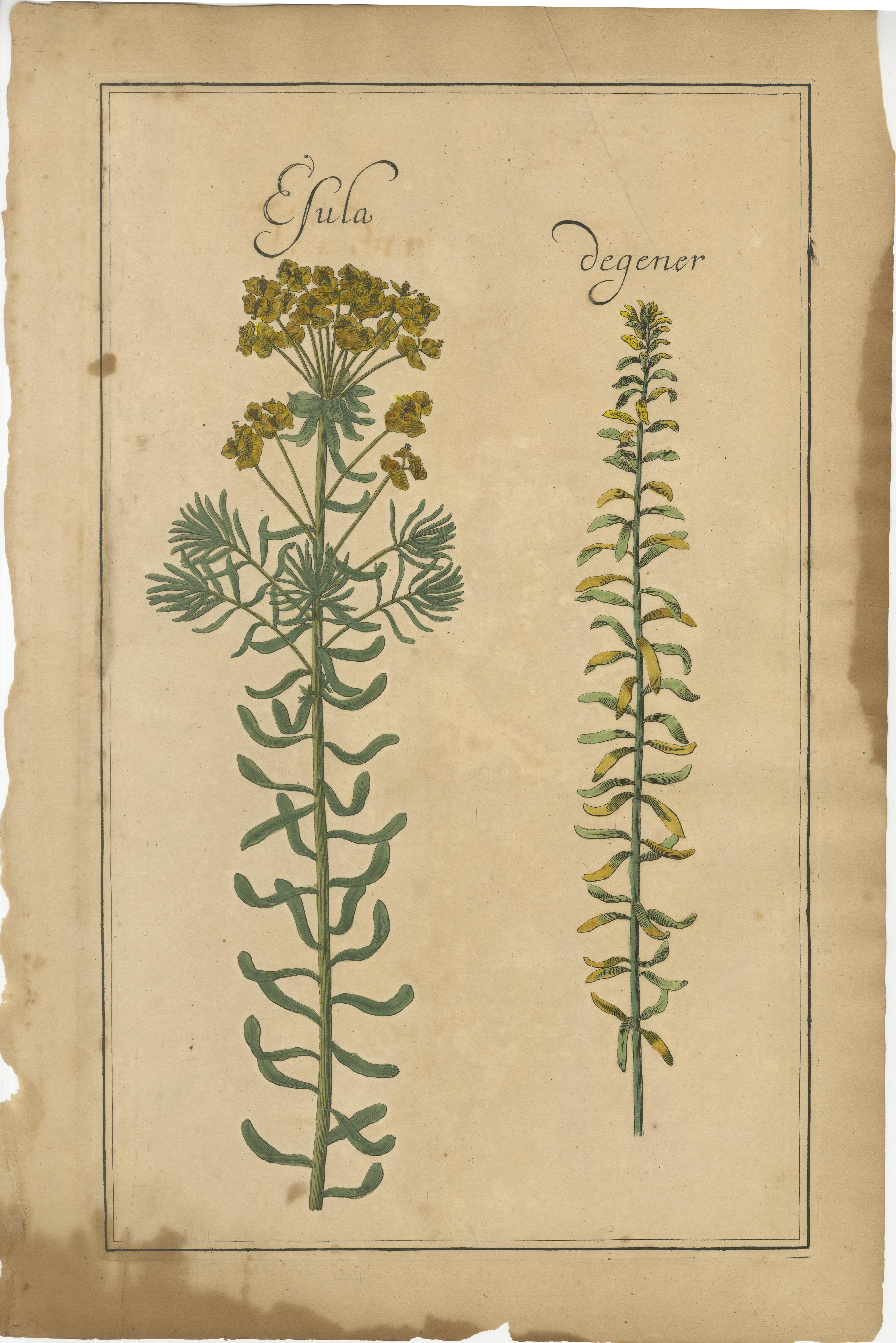 Seltene Pflanzen des 17. Jahrhunderts - Trifolium, Gula Degener & Lotus, Leipzig, um 1690 (Deutsch) im Angebot