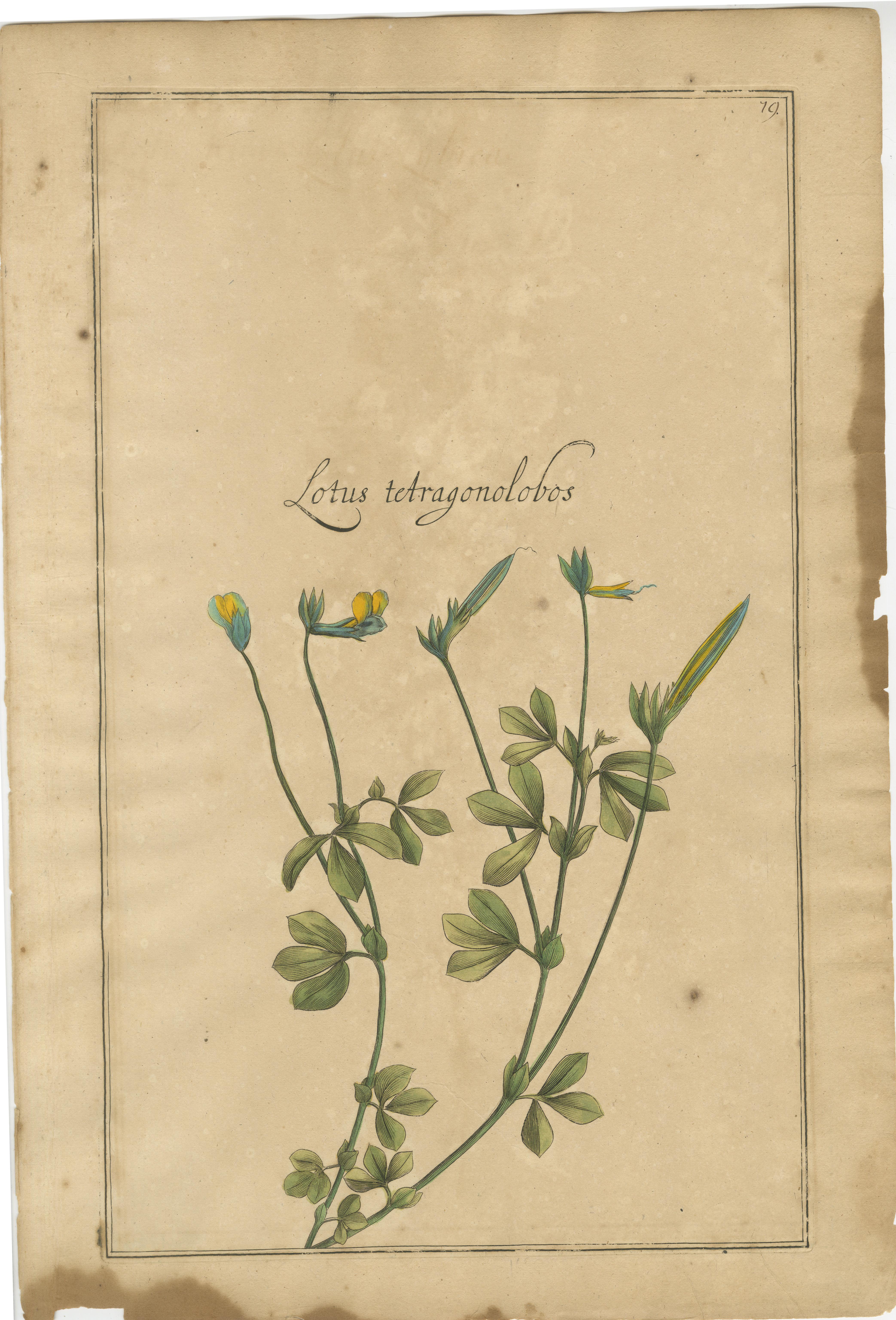 Seltene Pflanzen des 17. Jahrhunderts - Trifolium, Gula Degener & Lotus, Leipzig, um 1690 (Graviert) im Angebot