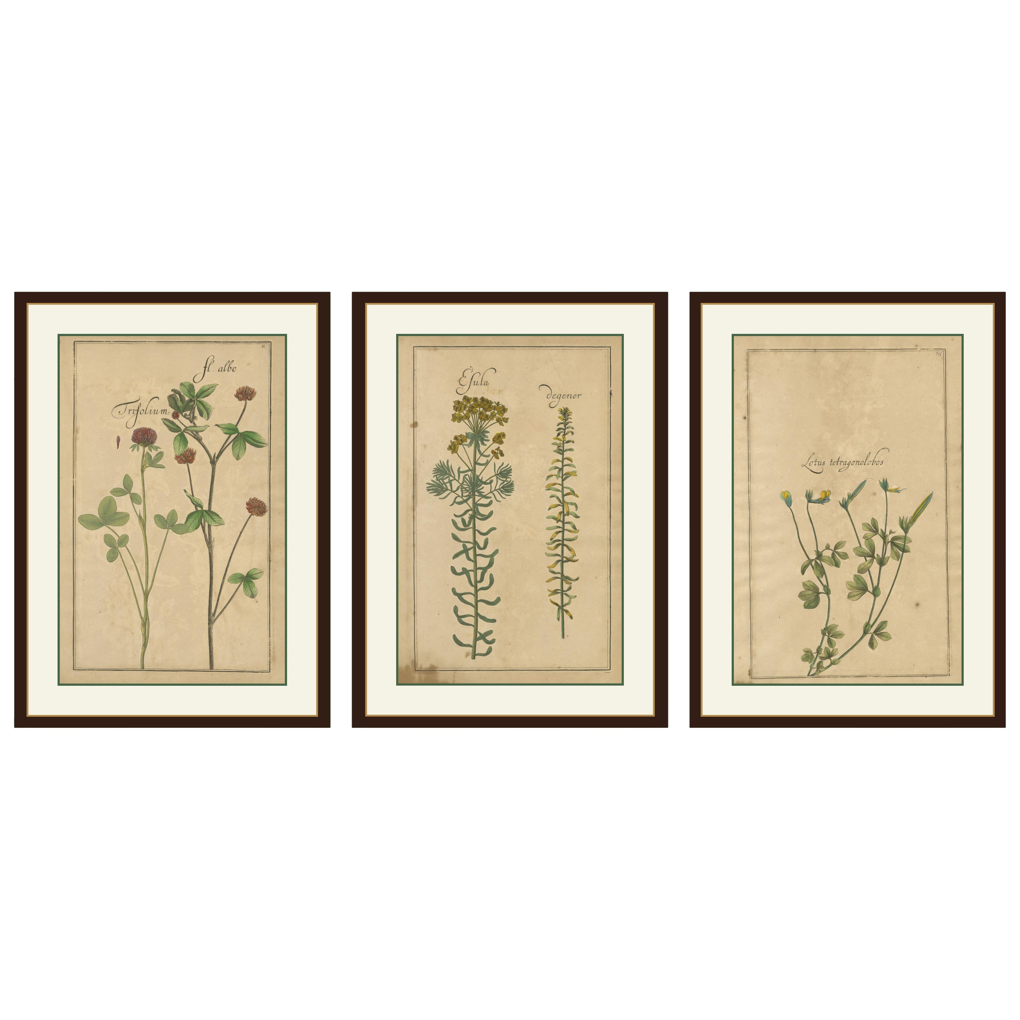 Rari prodotti botanici del XVII secolo - Trifolium, Gula Degener e Lotus, Lipsia, 1690 ca.