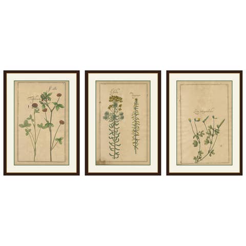 Rare 17th Century Botanicals – Trifolium, Gula Degener & Lotus, Leipzig, c.1690