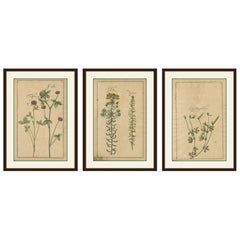 Rari prodotti botanici del XVII secolo - Trifolium, Gula Degener e Lotus, Lipsia, 1690 ca.