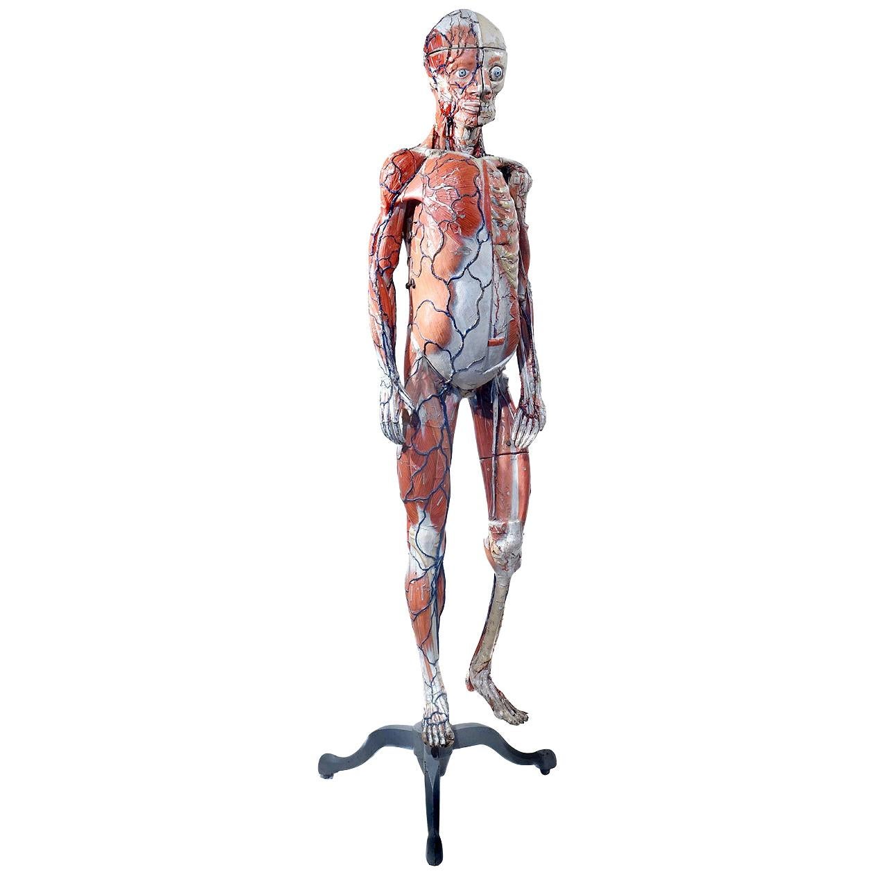 Rare 1800s Dr. Auzoux Anatomical Model
