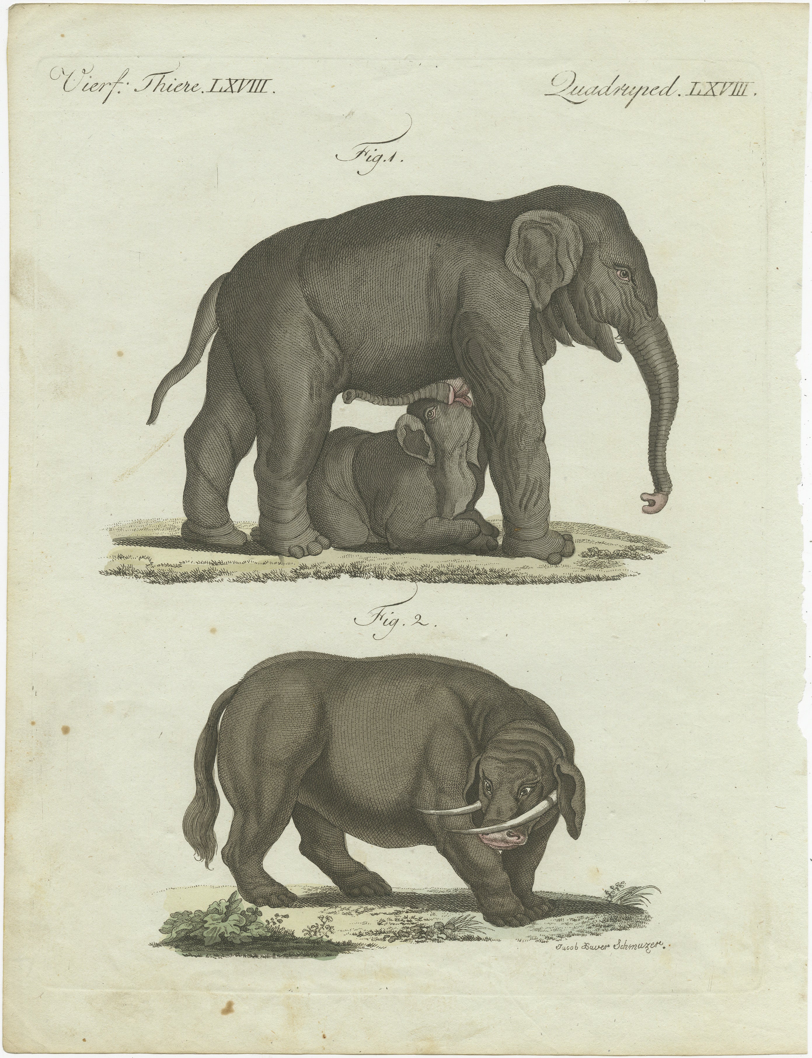 Titel: Seltener handkolorierter Druck von 1802 mit indischen Elefanten und mythischem Sukotyro

Beschreibung: Dieser exquisite handkolorierte Kupferstich aus dem Jahr 1802 zeigt die heitere Schönheit eines weiblichen indischen Elefanten (Elephas