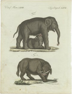 Rare 1802 Hand-Colored Print of Indian Elephants and Mythical Sukotyro