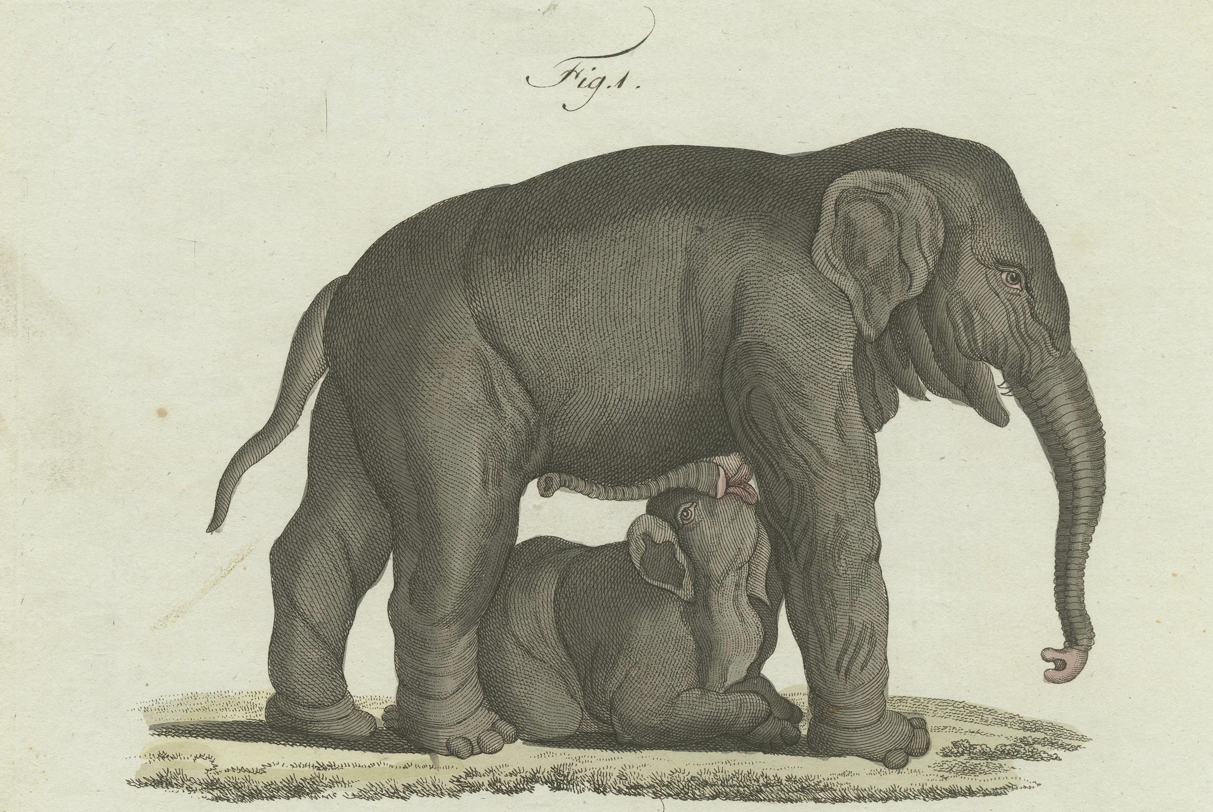 Seltener handkolorierter Druck von indischen Elefanten und mythischem Sukotyro aus dem Jahr 1802 im Zustand „Gut“ im Angebot in Langweer, NL