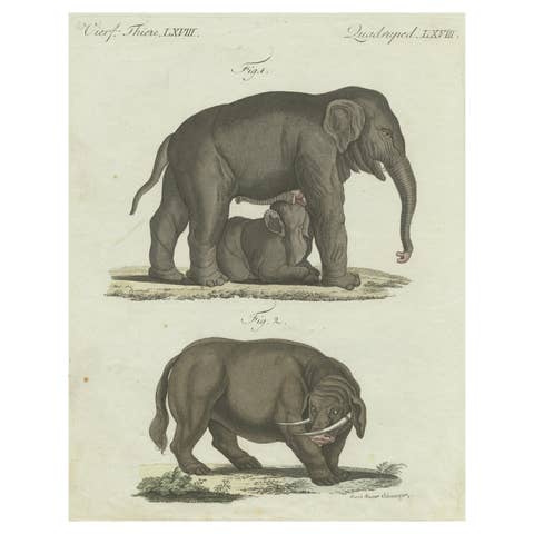 Rare 1802 Hand-Colored Print of Indian Elephants and Mythical Sukotyro