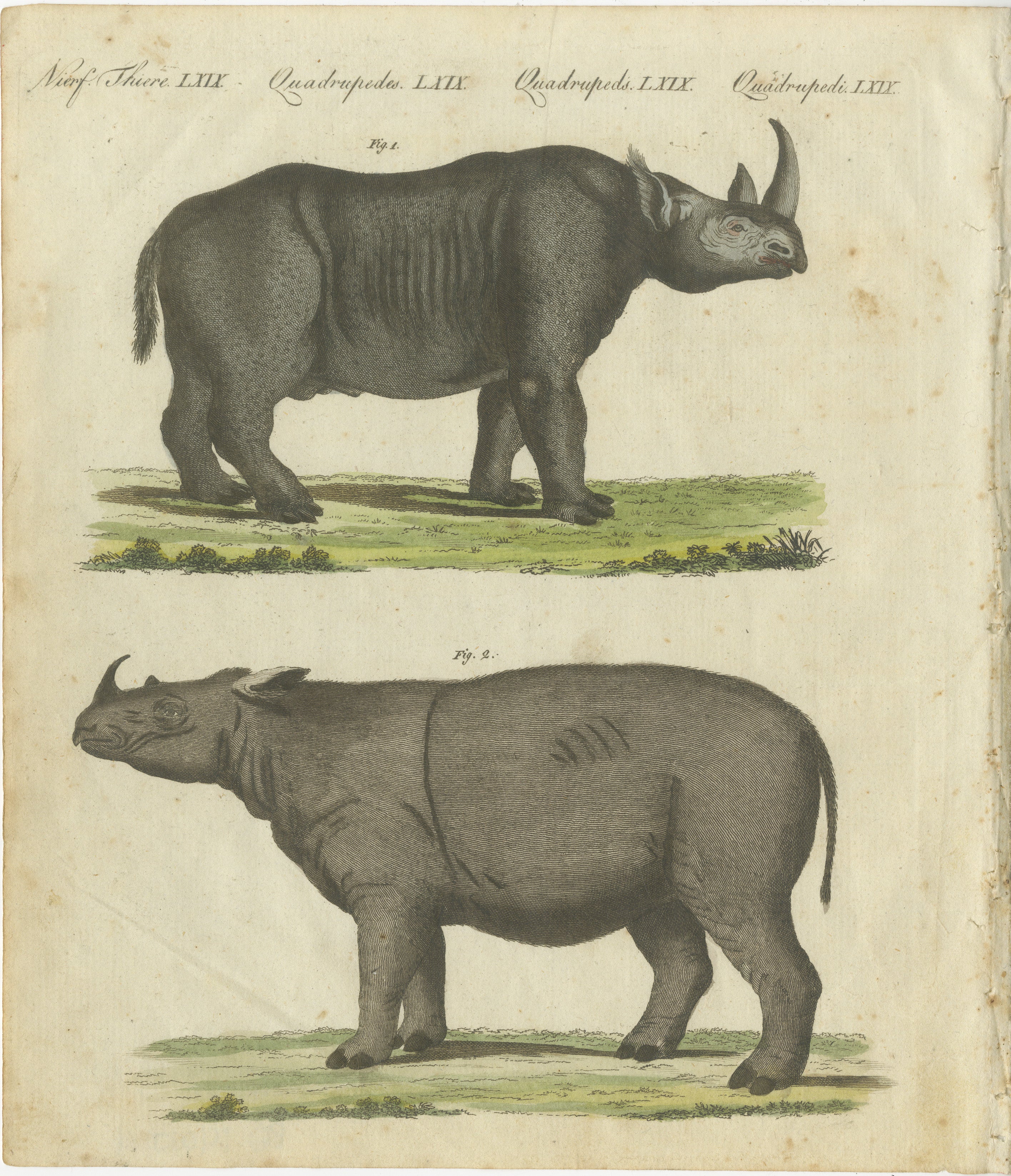 Titel: Seltener handkolorierter Kupferstich von 1805 von Spitz- und Sumatra-Nashörnern aus Bertuchs 
