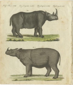 Rare 1805 Handcolored Engraving of Black and Sumatran Rhinoceroses