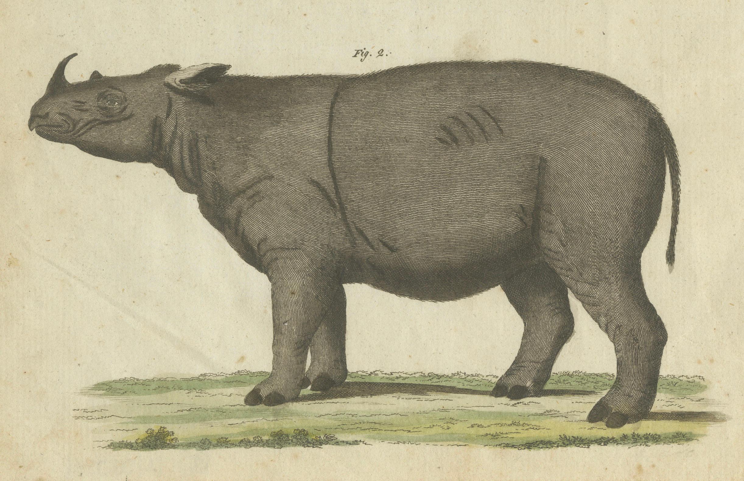 Seltene handkolorierte Gravur von schwarzen und Sumatran Rhinoceroses aus dem Jahr 1805 im Zustand „Gut“ im Angebot in Langweer, NL