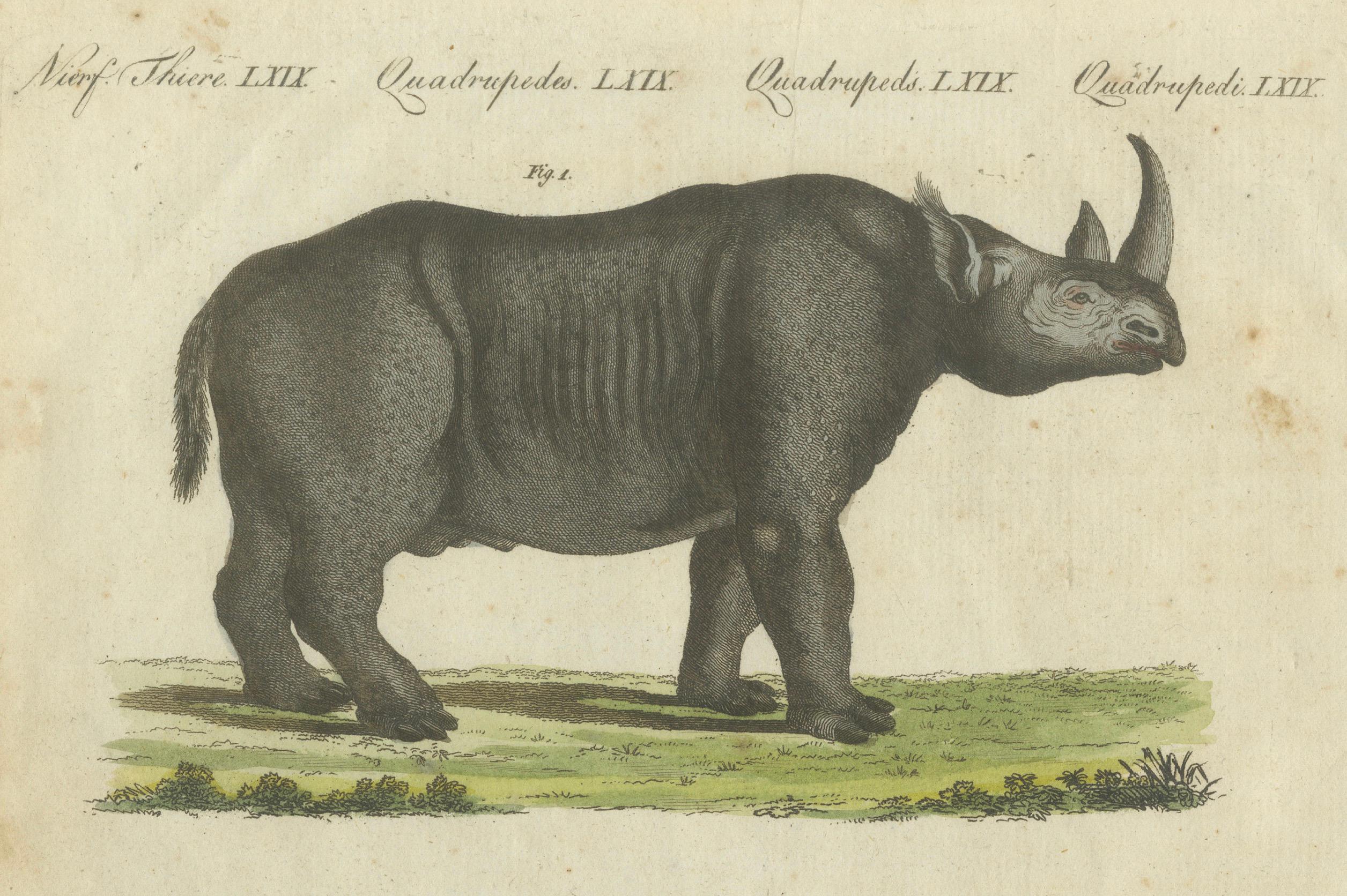 Seltene handkolorierte Gravur von schwarzen und Sumatran Rhinoceroses aus dem Jahr 1805 (Frühes 19. Jahrhundert) im Angebot