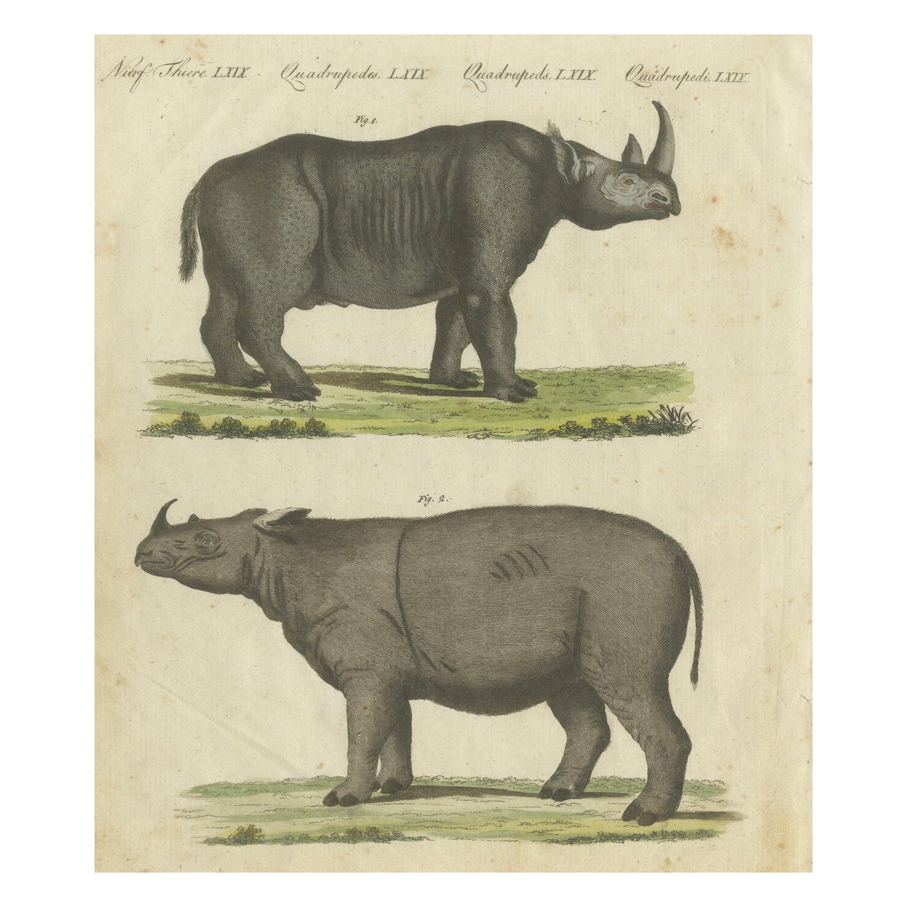 Seltene handkolorierte Gravur von schwarzen und Sumatran Rhinoceroses aus dem Jahr 1805
