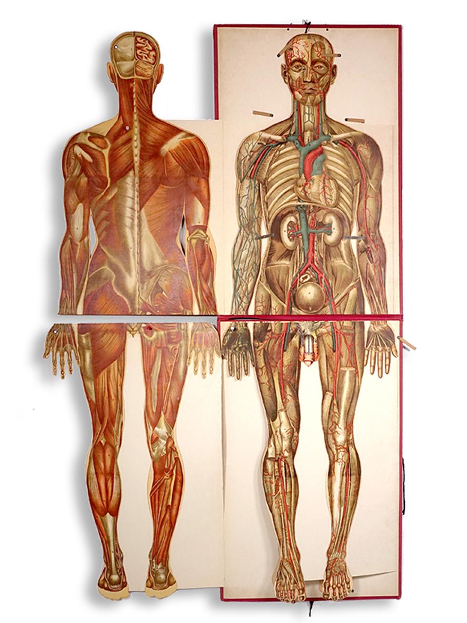 Pilz anatomical flap manikin was produced by The American Thermo-Ware Co. of NY.
This is a life-size paper manikin that that could be viewed in layers to demonstrate deeper sections of the body, sold as a matching set.