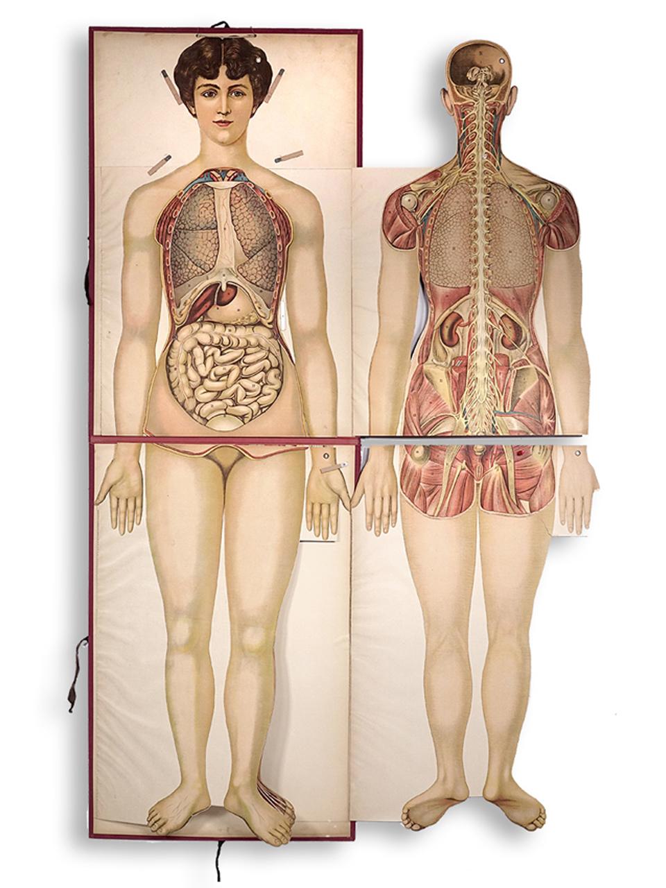 Industrial Rare 1890s Life-Sized Pilz Anatomical Flap Manikins