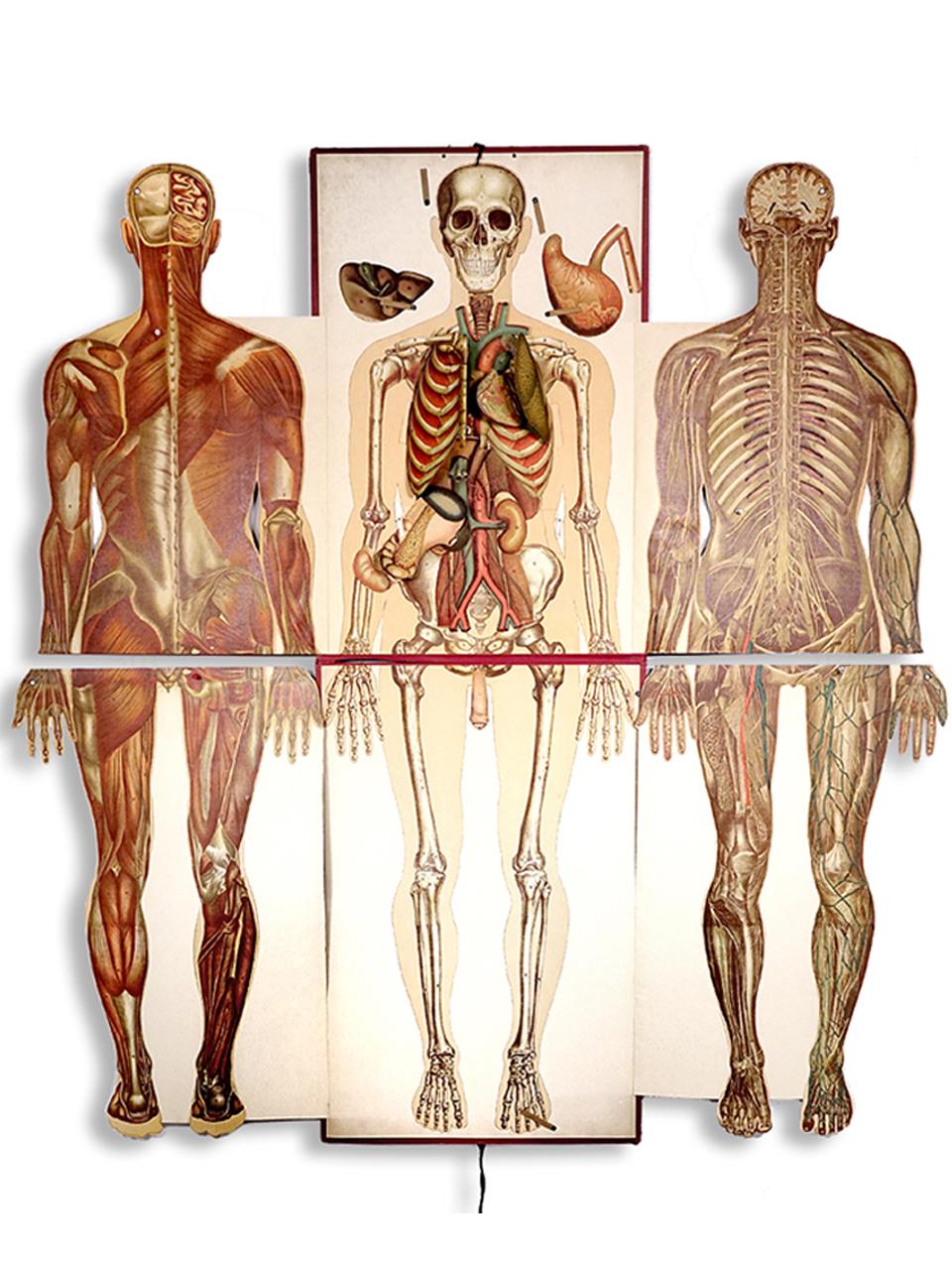 Rare 1890s Life-Sized Pilz Anatomical Flap Manikins In Good Condition In Peekskill, NY