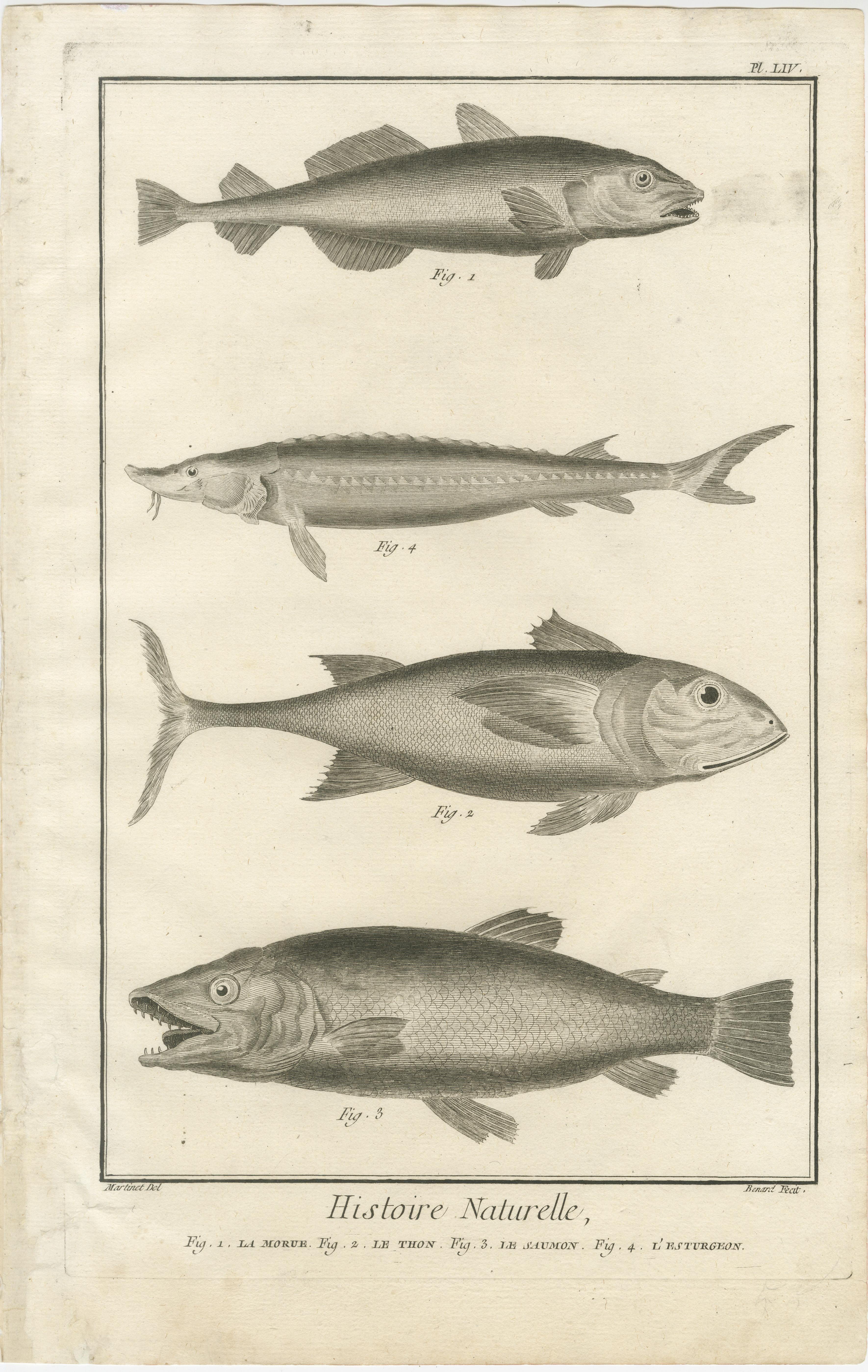 Satz von drei antiken Fischgravuren aus Diderots Encyclopédie, 1770er Jahre

Ein schöner und vollständiger Satz von drei Kupferstichen aus Denis Diderot und Jean le Rond d'Alembert's monumentaler Encyclopédie, ou Dictionnaire raisonné des sciences,