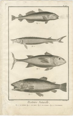 Rare 18th Century Fish Prints – Histoire Naturelle Engravings, ca.1770