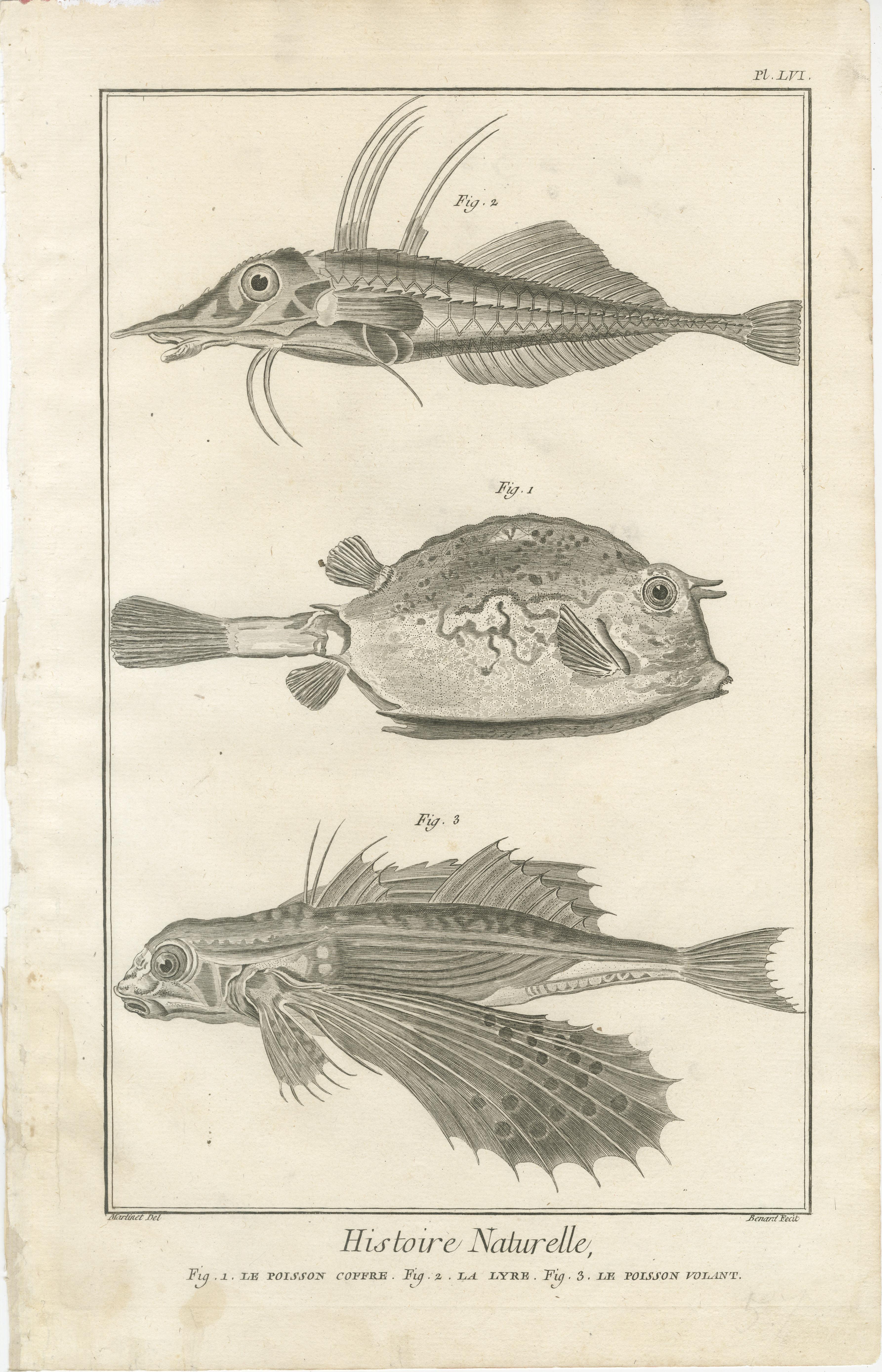 Seltene Fischstiche aus dem 18. Jahrhundert - Histoire Naturelle Stiche, ca.1770 (Graviert) im Angebot