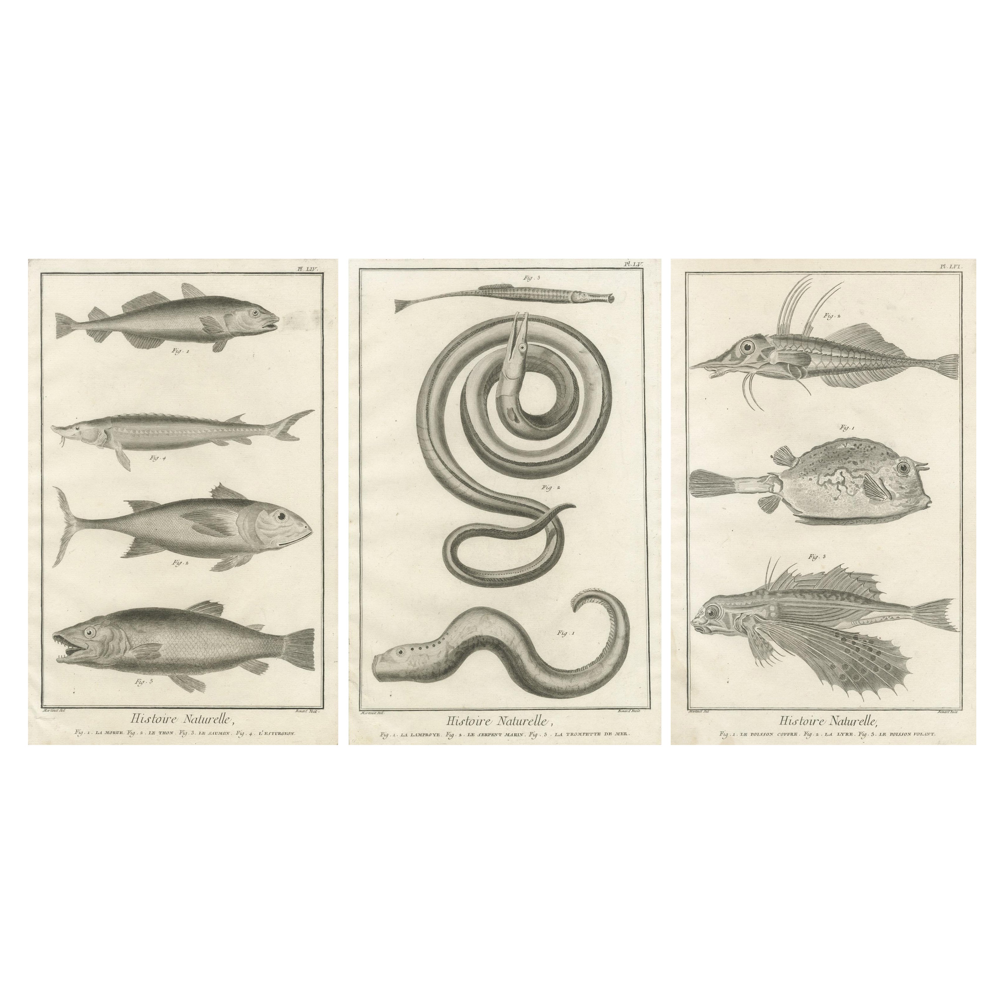 Seltene Fischstiche aus dem 18. Jahrhundert - Histoire Naturelle Stiche, ca.1770 im Angebot