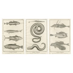 Rare 18th Century Fish Prints – Histoire Naturelle Engravings, ca.1770