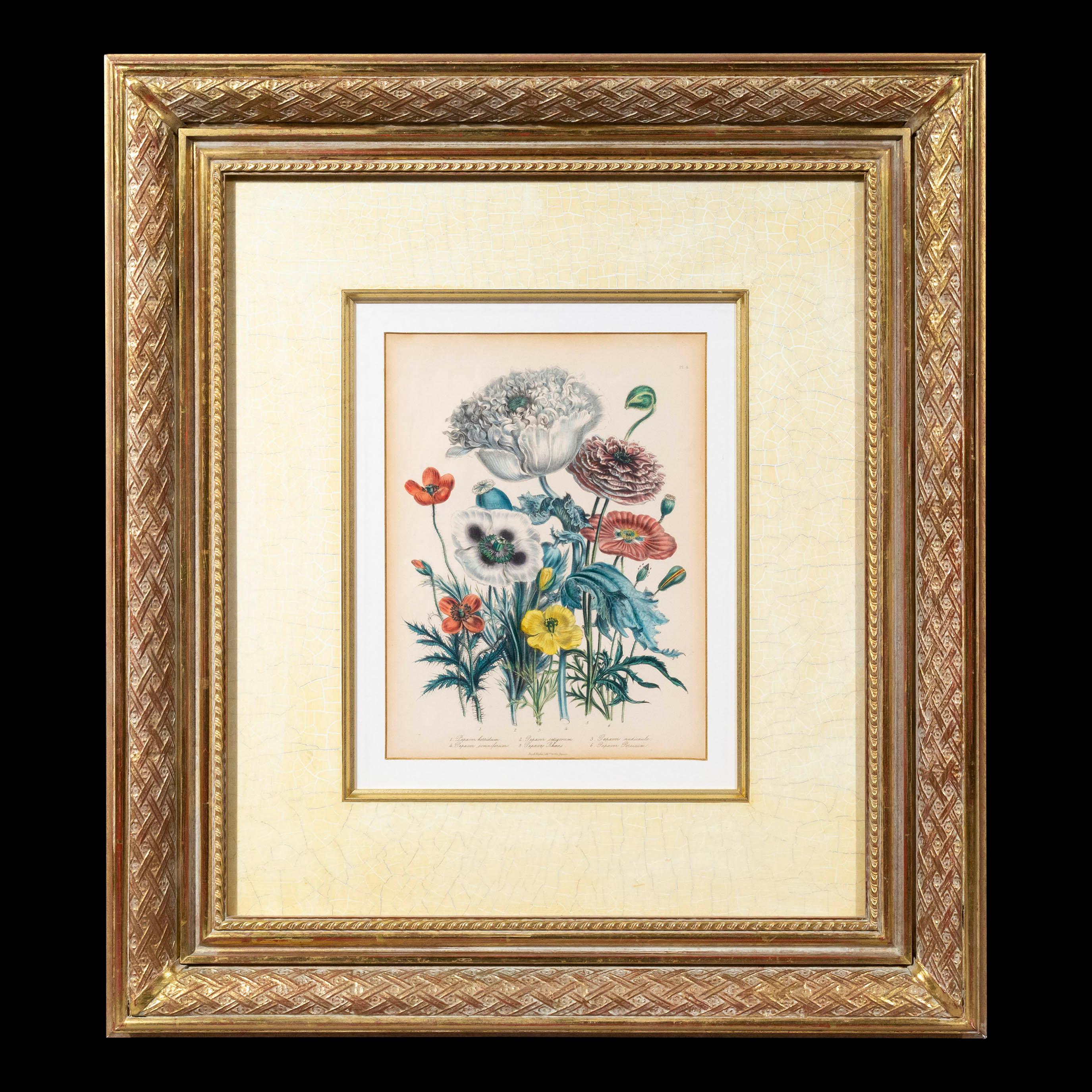 Rare gravure florale du 19ème siècle d'après Jane Webb Loudon en vente 1