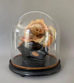 Rare 19th Century French Tramond Wax Anatomical Model of the Human Ear, Paris