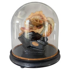 Rare 19th Century French Tramond Wax Anatomical Model of the Human Ear, Paris