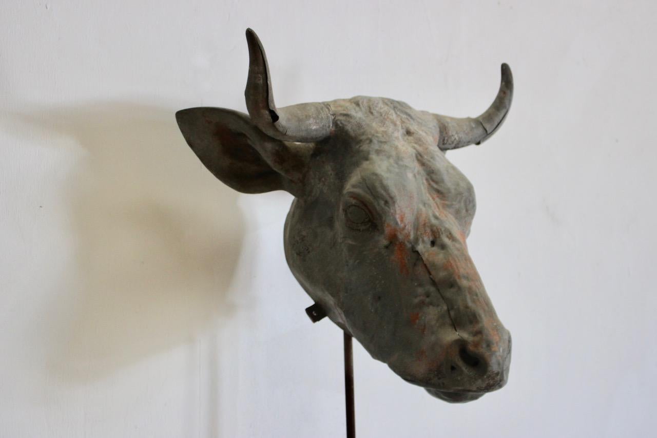 Zinc Rare 19th Century French Zin Bulls Head