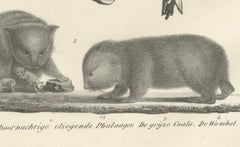 Rare 19th-Century Lithograph of Exotic Marsupials: Koala, Wombat & Phalanger