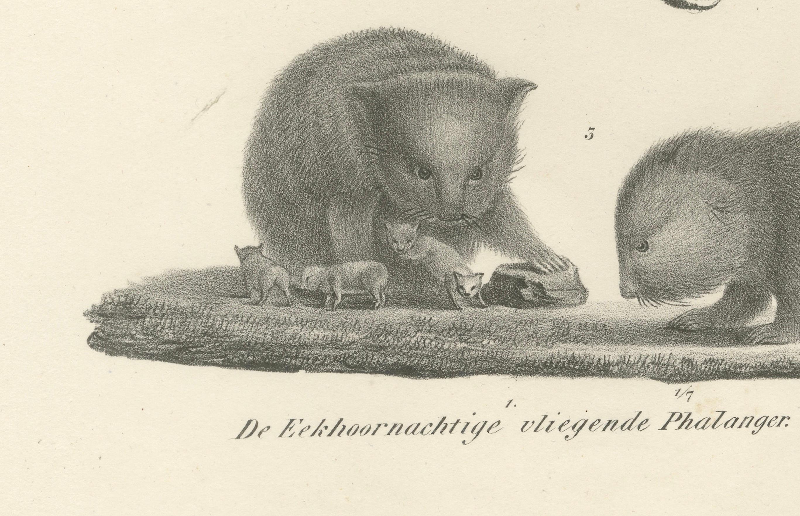 Engraved Rare 19th-Century Lithograph of Exotic Marsupials: Koala, Wombat & Phalanger For Sale