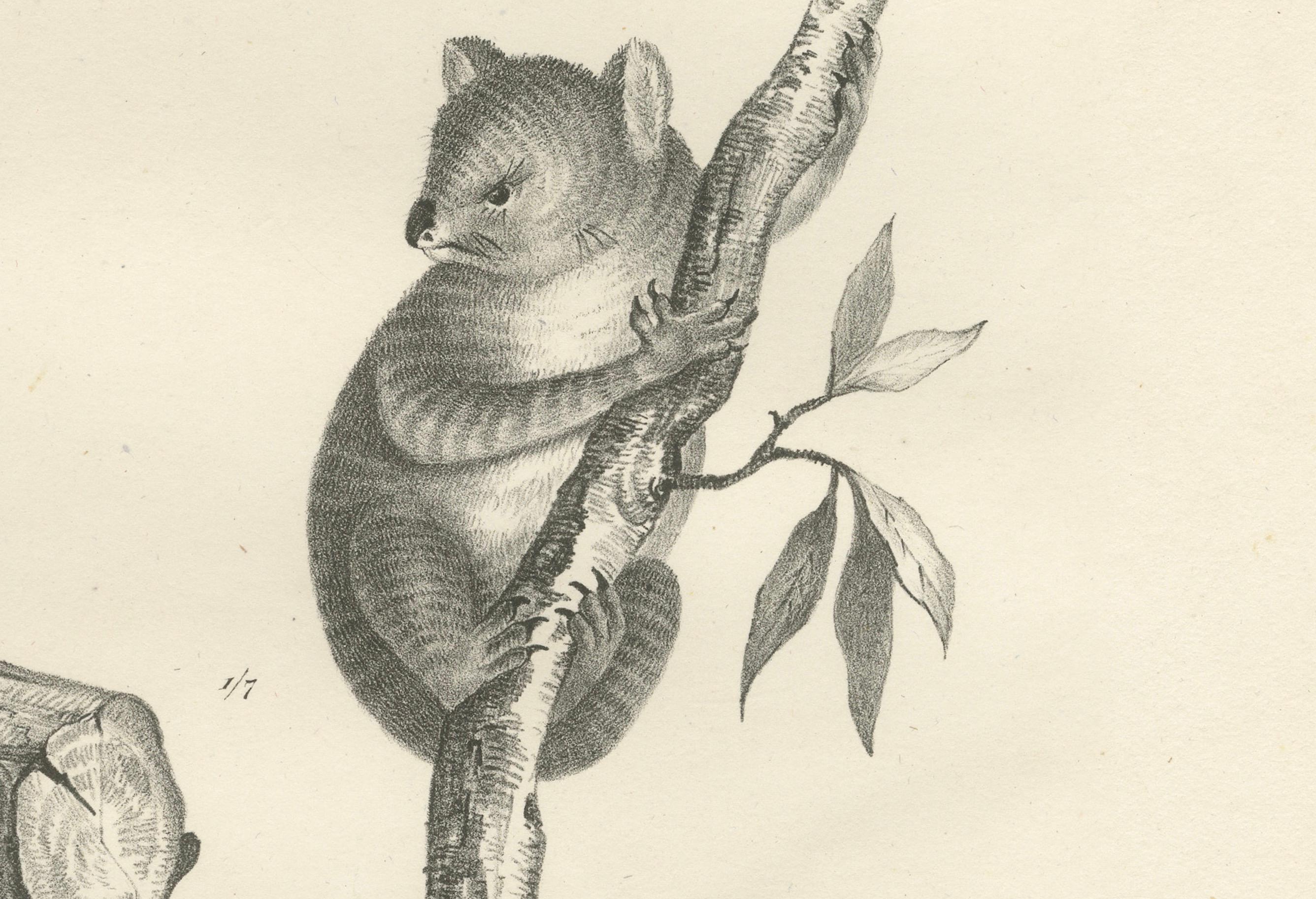 Rare 19th-Century Lithograph of Exotic Marsupials: Koala, Wombat & Phalanger In Good Condition For Sale In Langweer, NL