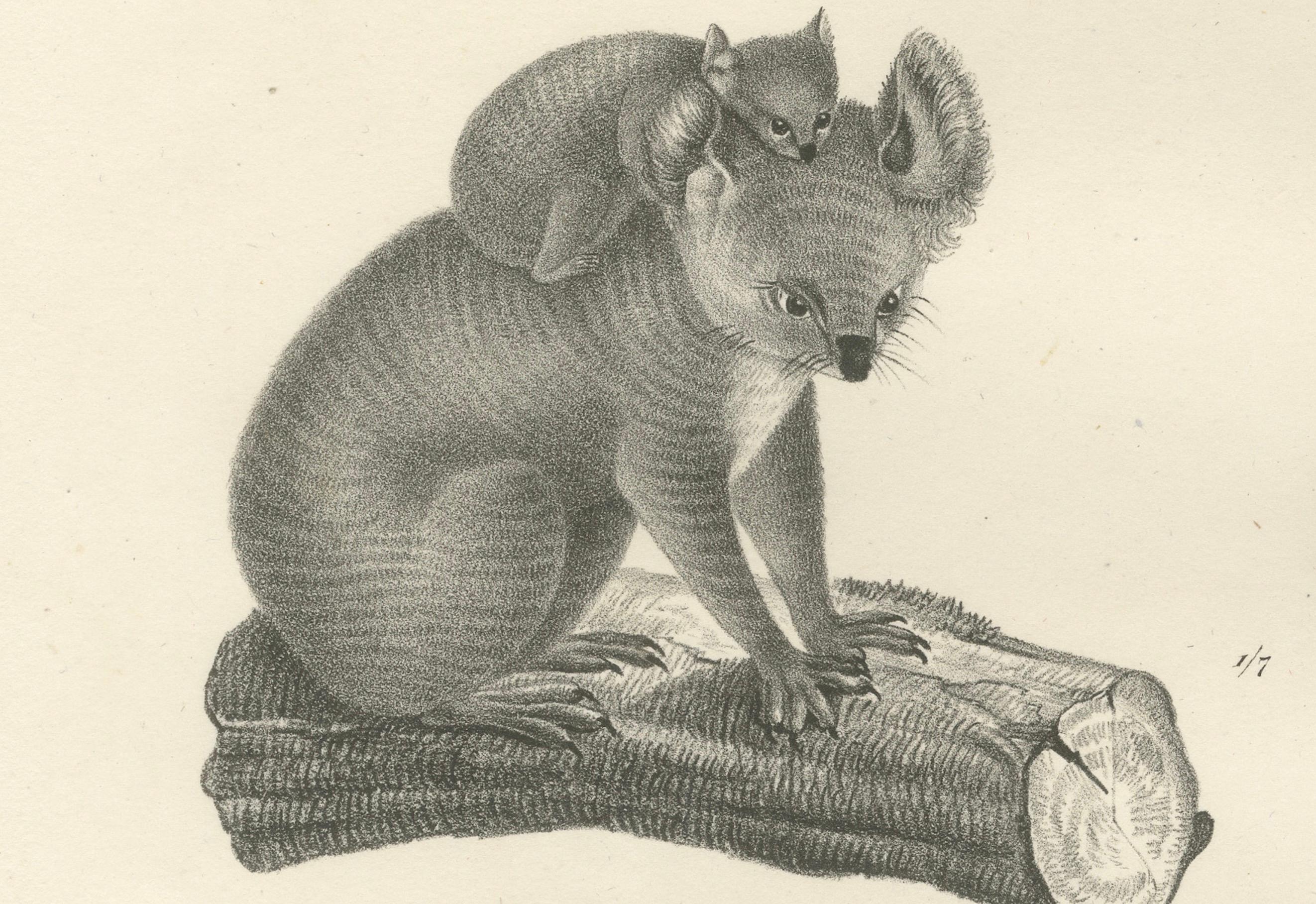 Mid-19th Century Rare 19th-Century Lithograph of Exotic Marsupials: Koala, Wombat & Phalanger For Sale