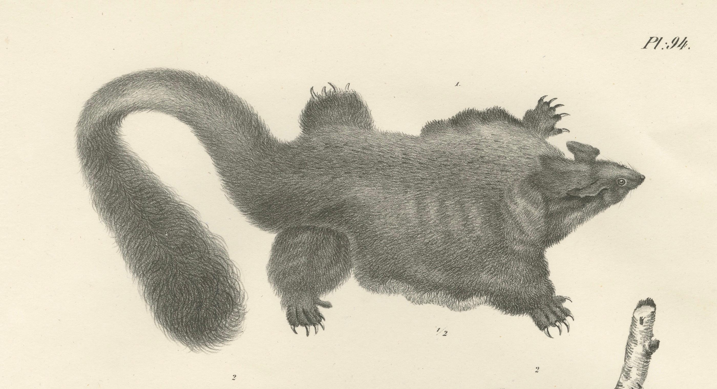 Paper Rare 19th-Century Lithograph of Exotic Marsupials: Koala, Wombat & Phalanger For Sale