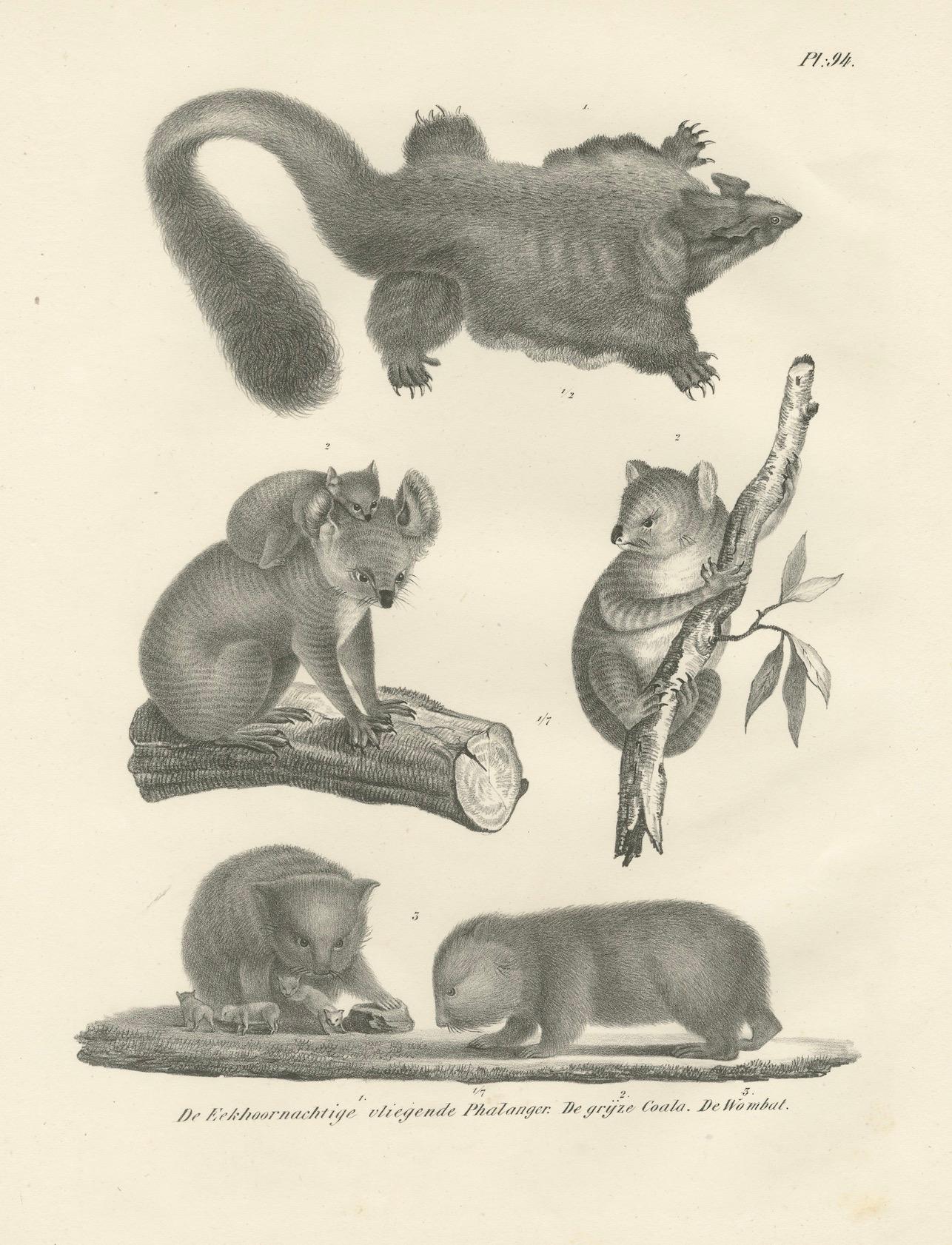 Rare 19th-Century Lithograph of Exotic Marsupials: Koala, Wombat & Phalanger For Sale 1