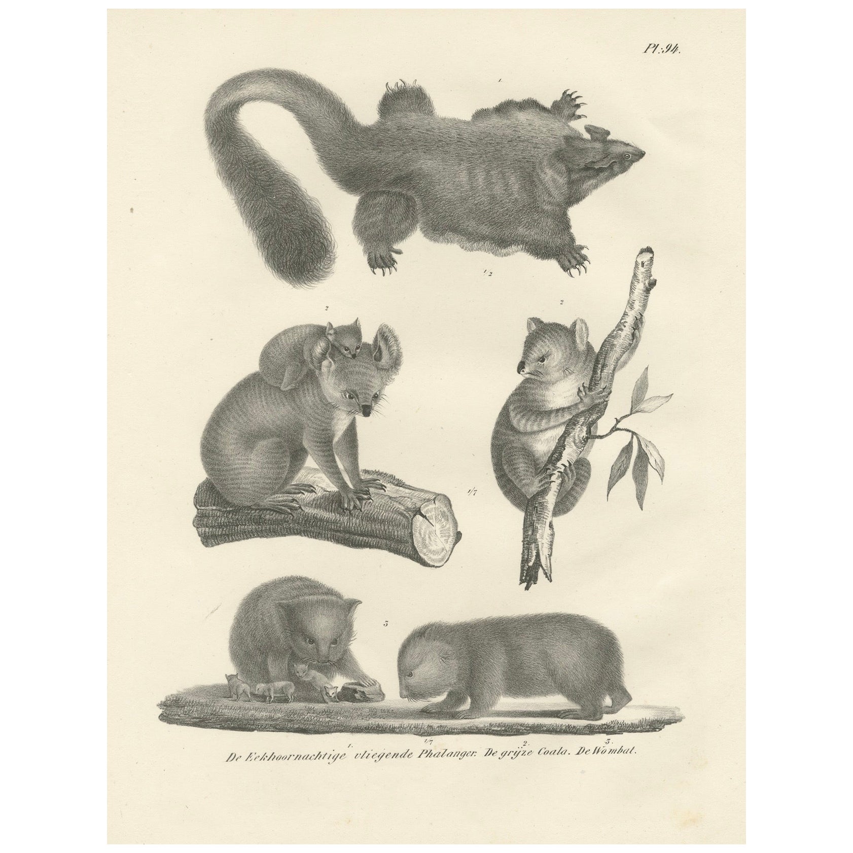 Rare lithographie du 19e siècle représentant des marsupiaux exotiques : Koala, Wombat et Phalanger