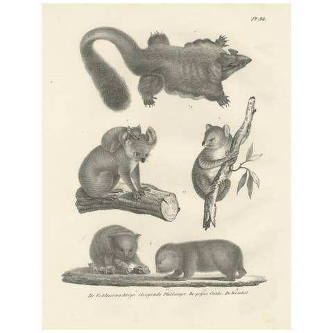 Rare 19th-Century Lithograph of Exotic Marsupials: Koala, Wombat & Phalanger