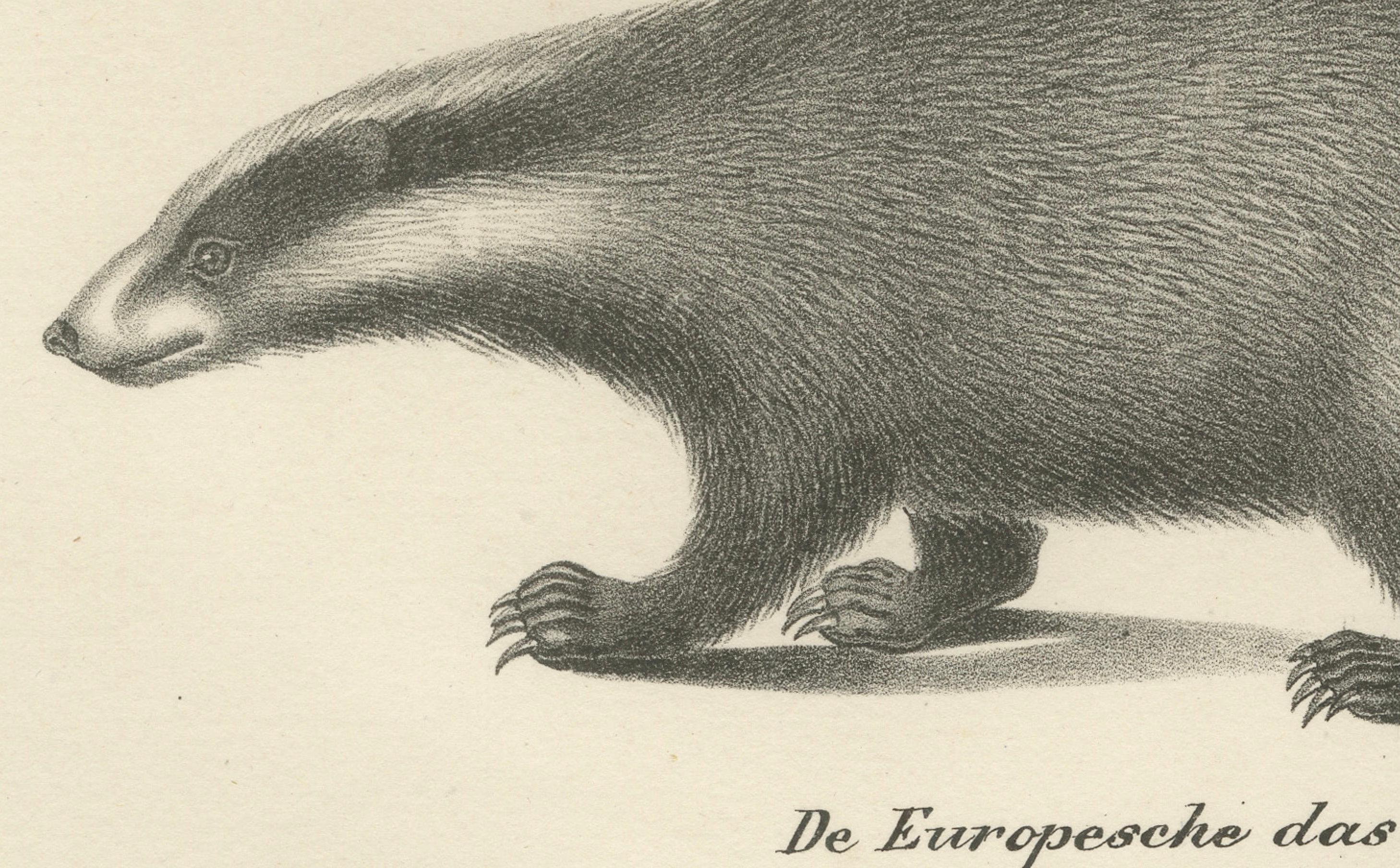 Rare lithographie du XIXe siècle représentant un kinkajou, un coati et un blaireau européen  

Cette lithographie du XIXe siècle magnifiquement détaillée présente trois espèces de mammifères distinctes : le kinkajou (De redstaart - Kinkayoe of