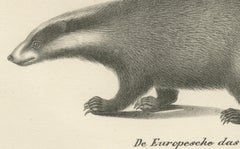 Rare 19th-Century Lithograph of Kinkajou, Coati, and European Badger
