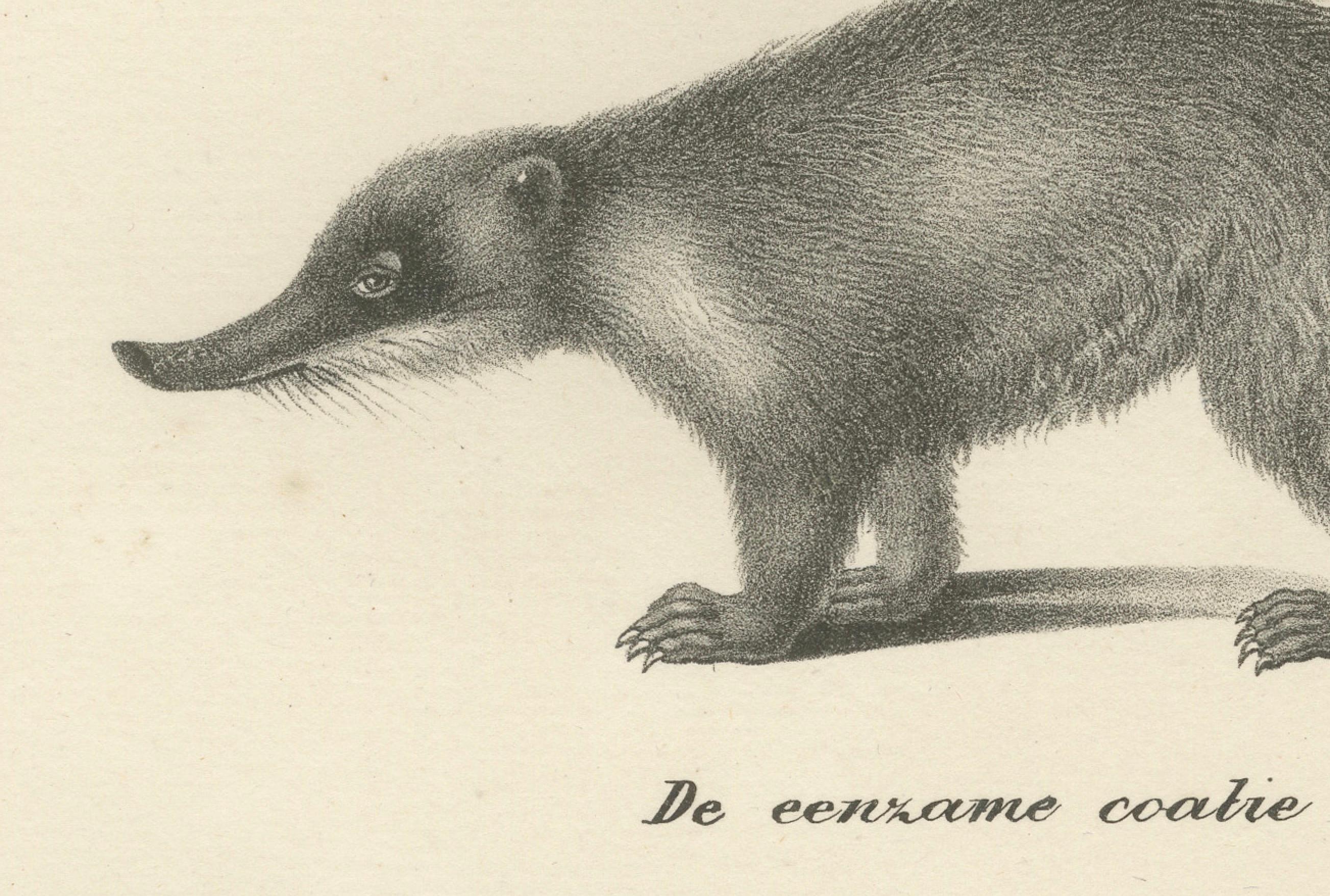 Gravé Rare lithographie du XIXe siècle représentant un kinkajou, un coati et un blaireau européen en vente