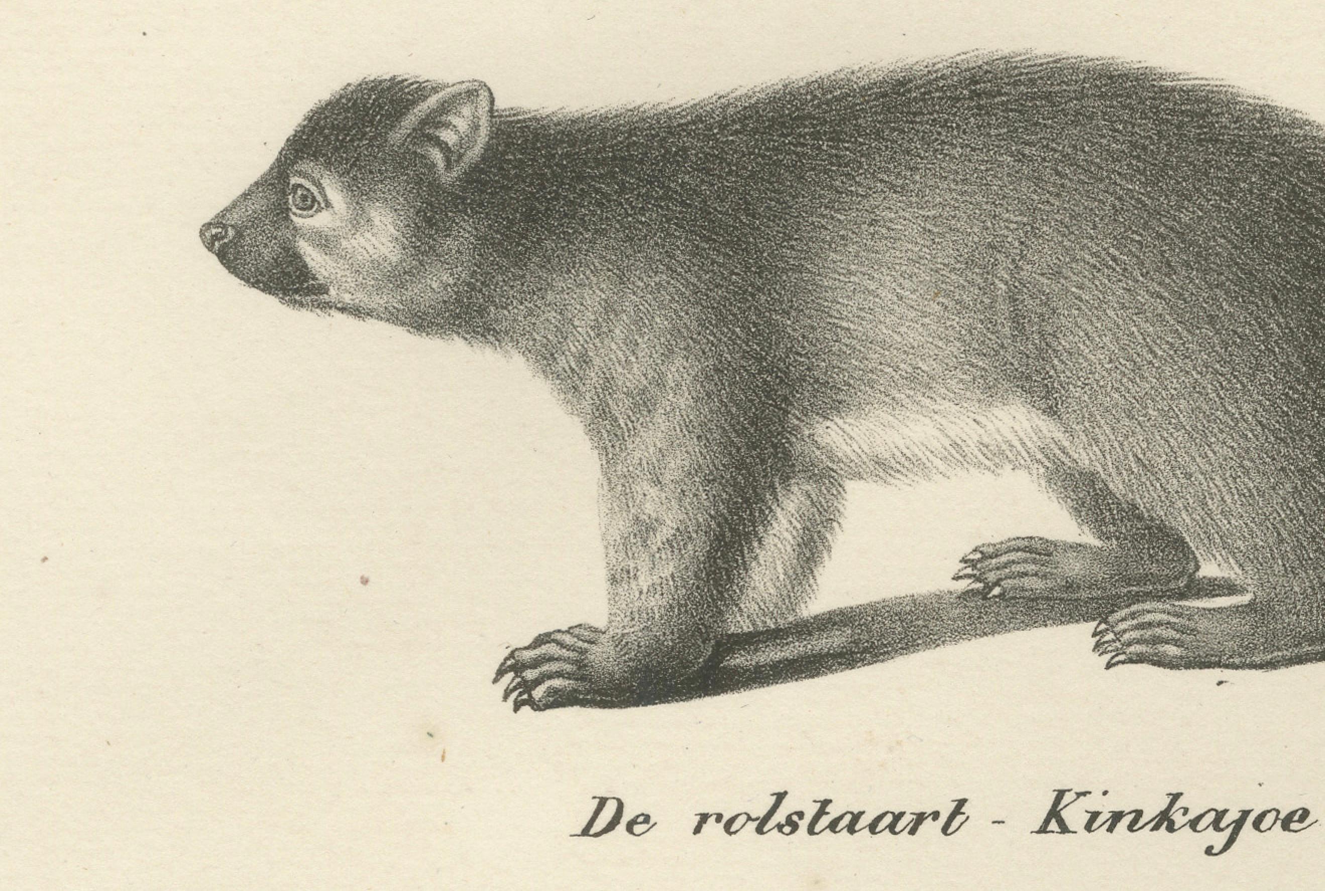 Rare lithographie du XIXe siècle représentant un kinkajou, un coati et un blaireau européen Bon état - En vente à Langweer, NL