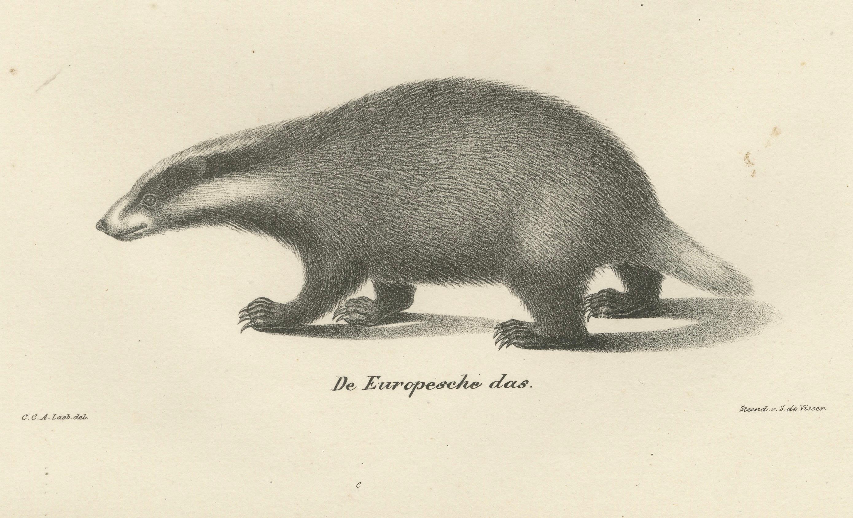 Milieu du XIXe siècle Rare lithographie du XIXe siècle représentant un kinkajou, un coati et un blaireau européen en vente