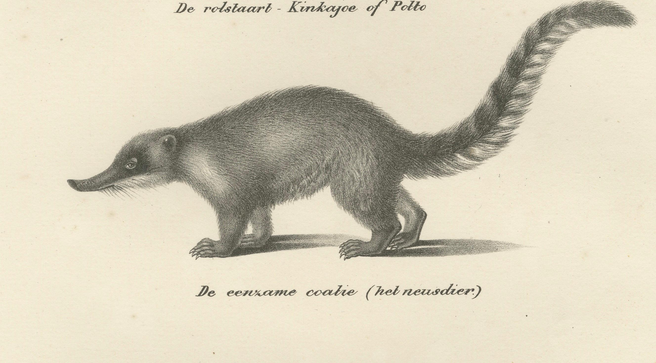 Papier Rare lithographie du XIXe siècle représentant un kinkajou, un coati et un blaireau européen en vente