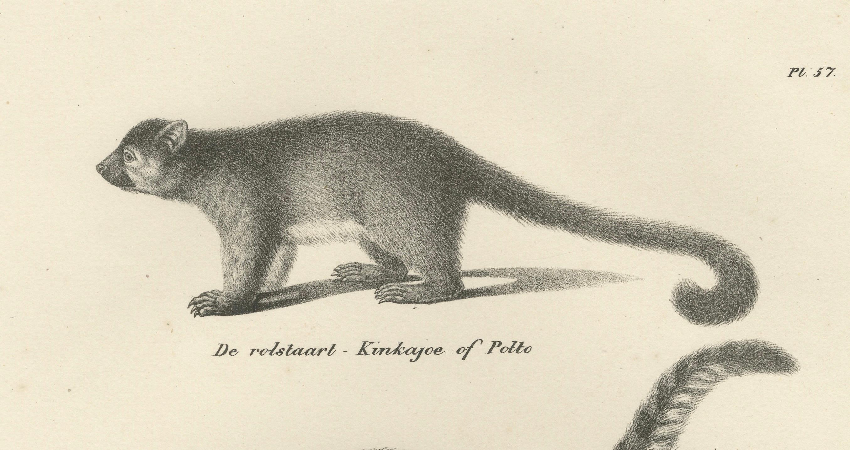 Rare lithographie du XIXe siècle représentant un kinkajou, un coati et un blaireau européen en vente 1
