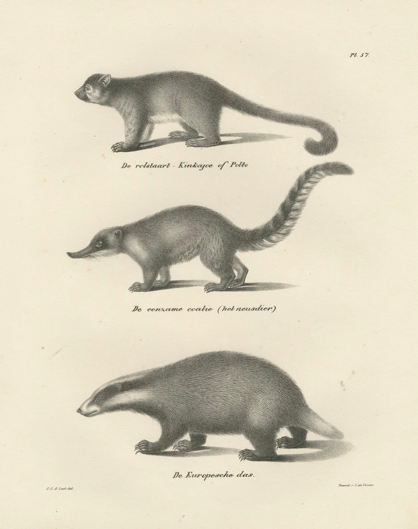 Rare lithographie du XIXe siècle représentant un kinkajou, un coati et un blaireau européen en vente 2