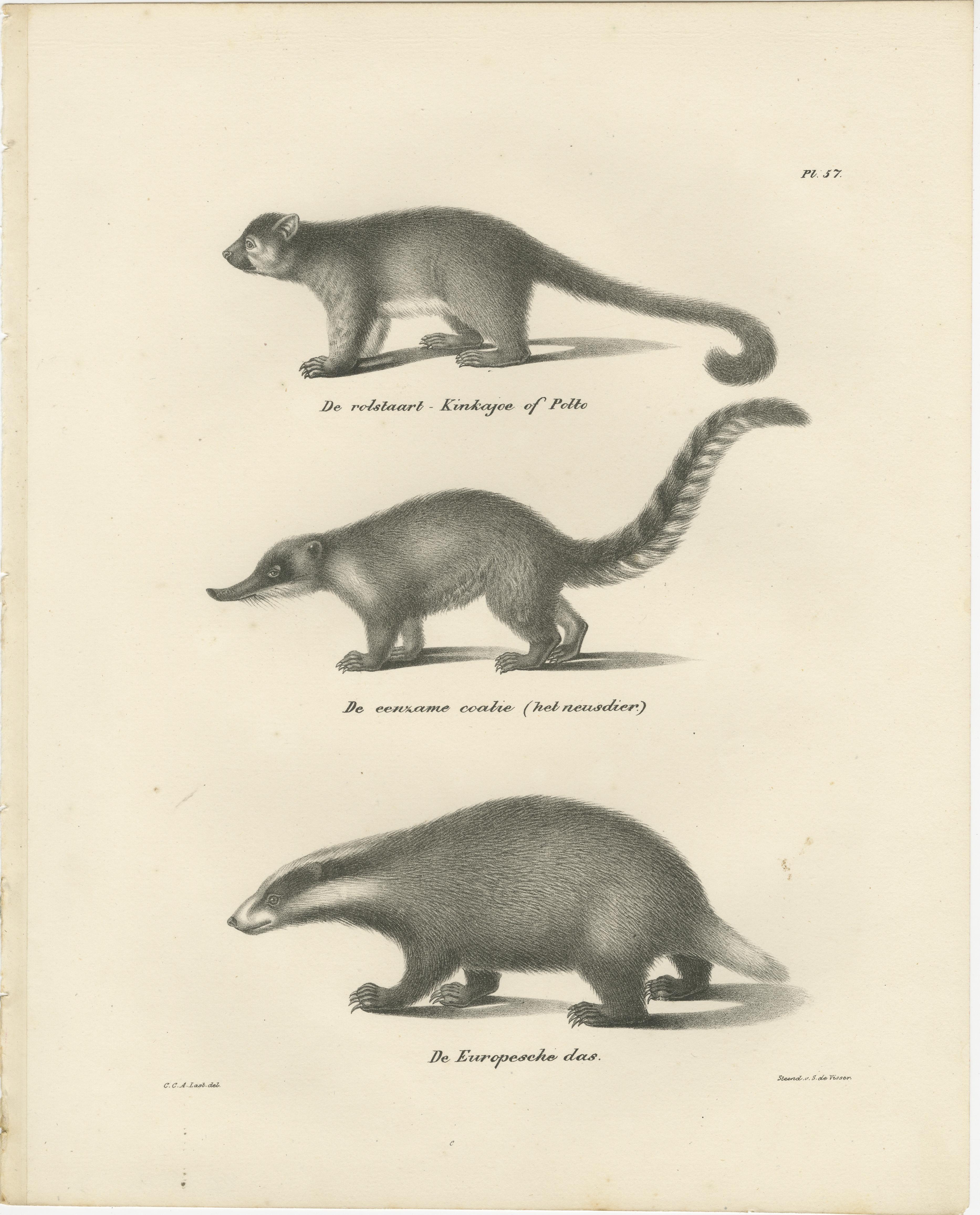 Rare lithographie du XIXe siècle représentant un kinkajou, un coati et un blaireau européen en vente 3