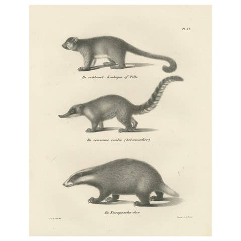 Rare 19th-Century Lithograph of Kinkajou, Coati, and European Badger