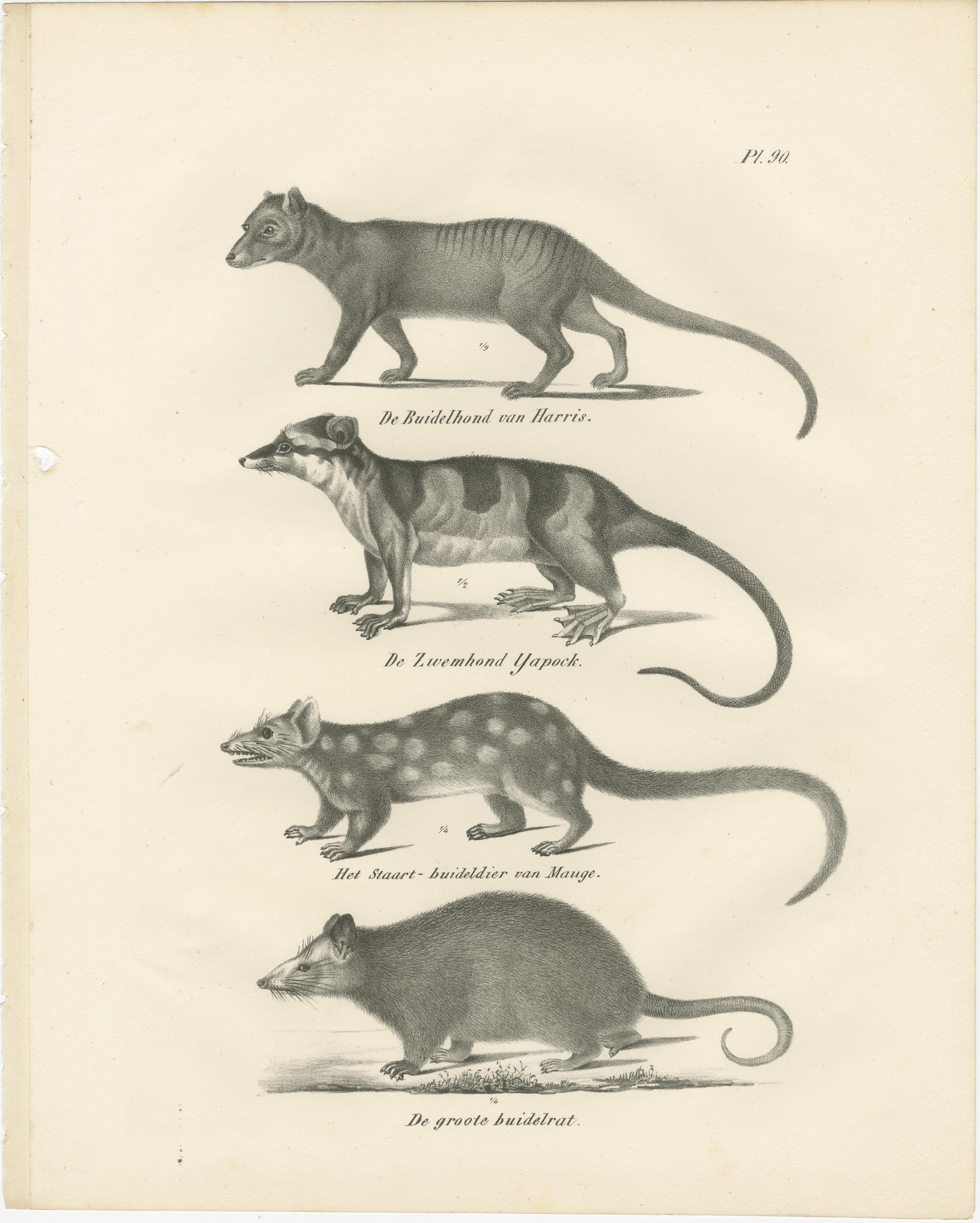 Rare lithographie du XIXe siècle représentant des marsupiaux, dont le Thylacine et le Yapok  

Description : Cette rare lithographie du XIXe siècle présente une étude saisissante de divers marsupiaux, méticuleusement rendue dans le cadre de 