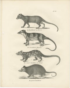 Rare 19th-Century Lithograph of Marsupials Including the Thylacine and Yapok