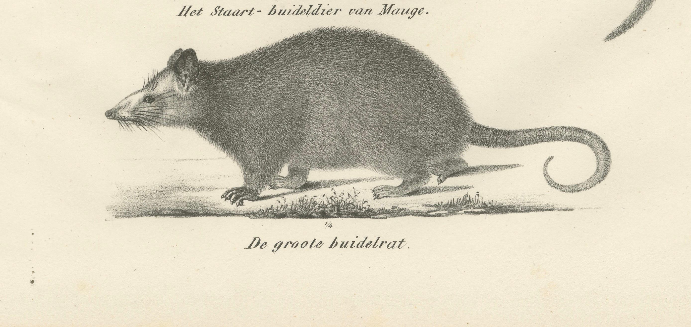 Gravé Rare lithographie du XIXe siècle représentant des marsupiaux, dont le Thylacine et le Yapok en vente