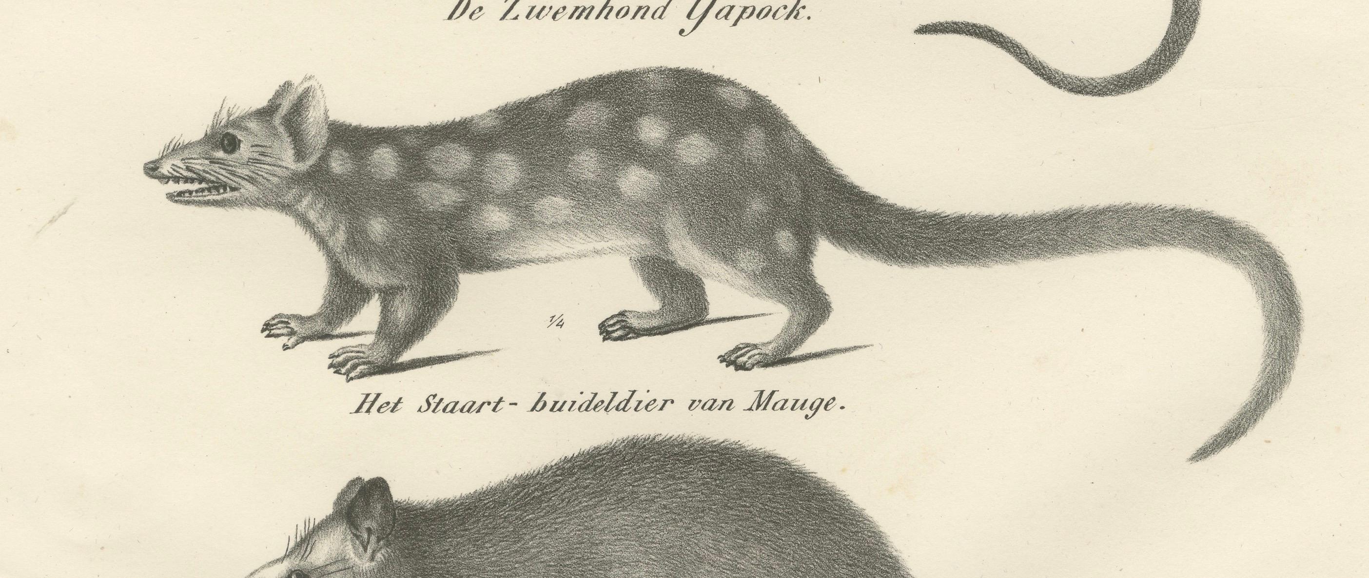 Rare lithographie du XIXe siècle représentant des marsupiaux, dont le Thylacine et le Yapok Bon état - En vente à Langweer, NL